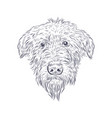 irish wolfhound dog head isolated on white vector image