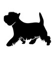 west highland white terrier vector image vector image