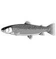 atlantic salmon fish black and white vector image vector image