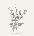 kerria japonica botanical vector image vector image