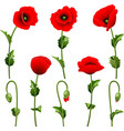 poppies vector image