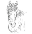 horse portrait-14 vector image