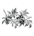 blueberry hand drawing vintage clip art isolate vector image