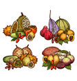 exotic fruit and berry of tropical tree sketch vector image