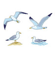 seagulls - flying sitting and swimming vector image vector image