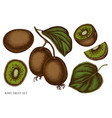 set hand drawn colored kiwi fruit vector image