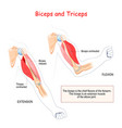 anatomy biceps and triceps vector image