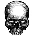 detailed graphic human skull line art vector image