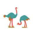 flat ostriches vector image vector image