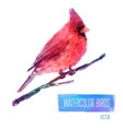 watercolor bird cardinal on the branch hand vector image
