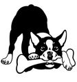 boston terrier black and white vector image