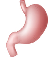 cartoon of human stomach vector image