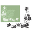 vine leaves and fruits vector image