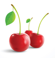 cherry vector image