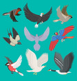 fllying birds cartoon cute vector image vector image