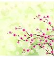 cherry tree blossoms vector image vector image