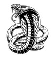 design angry cobra with circle background black vector image