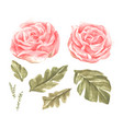 watercolor flowers set vector image