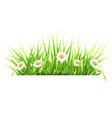 label with green grass and daisies vector image