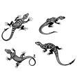 black lizards isolated on white background vector image