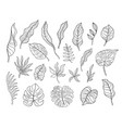 hand drawn tropical leaves sketch shapes vector image