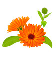 calendula flowers with leaves isolated on white vector image