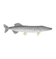 esox reichertii - amur pike - side view - flat vector image vector image