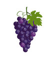 concord grapes vector image