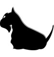 dogs animal a scottish terrier vector image vector image