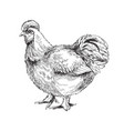 hand drawn splash silkie bantham chicken vector image vector image