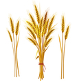 spike wheat vector image vector image