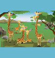 family of giraffes vector image