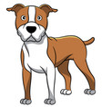 american staffordshire cartoon dog vector image