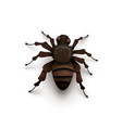 detailed realistic spider on white vector image