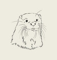 animal river common otter sea sketch vector image