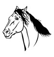 beautiful horse portrait vector image vector image