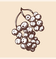 icon black currant vector image vector image
