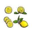 sketch lemons with leaves flower and slices vector image