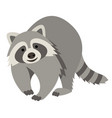 cute smiling raccoon cartoon vector image