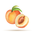 peach hand drawn watercolor vector image