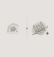 leaf flower tree monoline logo template universal vector image vector image