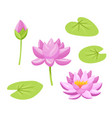 beautiful pink waterlily or lotus flower on white vector image vector image