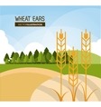 wheat ears design farm and agriculture concept vector image vector image