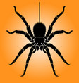 black spider on orange vector image