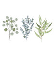 3 types eucalyptus vector image vector image