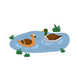 ducks couple swimming in pond mallards wild vector image