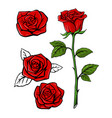 red rose set on white background with leaf vector image