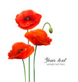 red poppy flowers isolated on white background vector image vector image