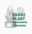 snake plant abstract sign or label template vector image