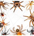 realistic spiders frame vector image